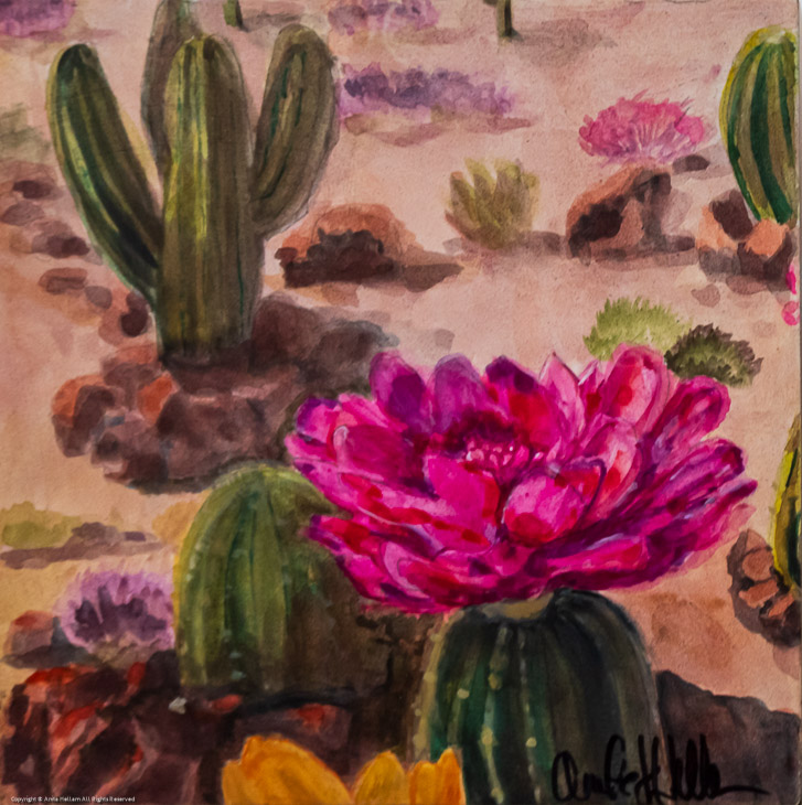 Desert Cactuses in Bloom