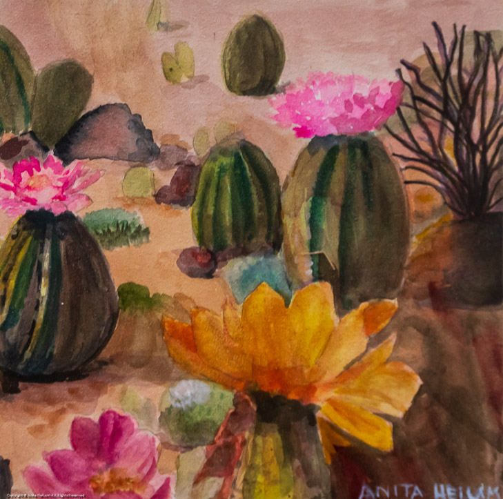 Desert Cactuses in Bloom