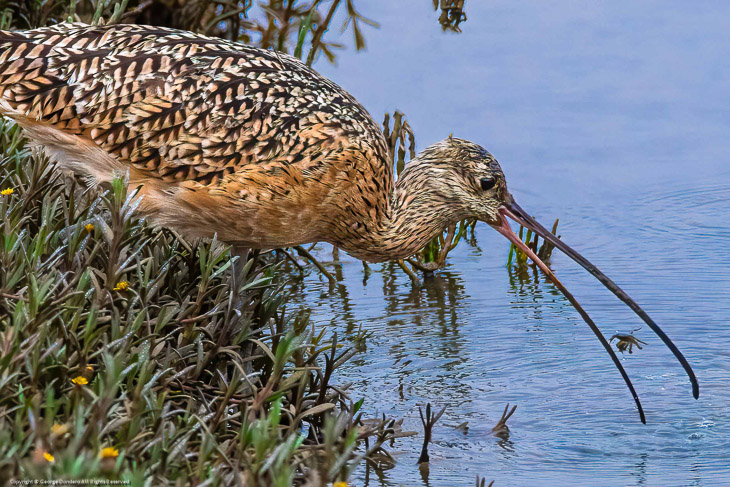 Curlew Catches a Crab