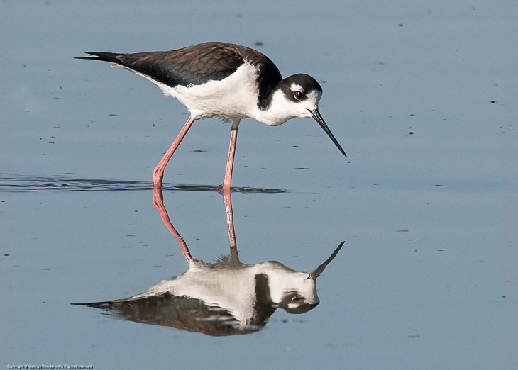 Black-Necked Stilt