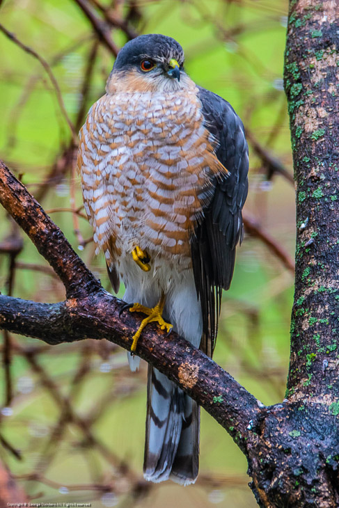 Sharp-shinned Hawk