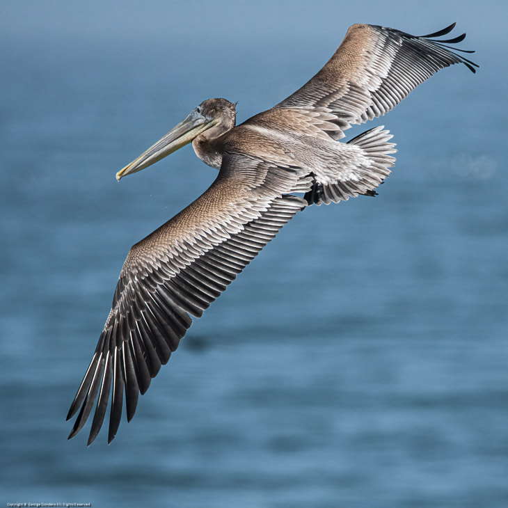 Brown Pelican