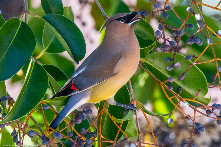 Cedar Waxwing enjoys some Privet berries 