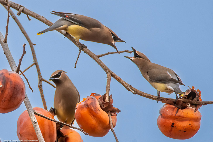 Cedar Waxwings Debate