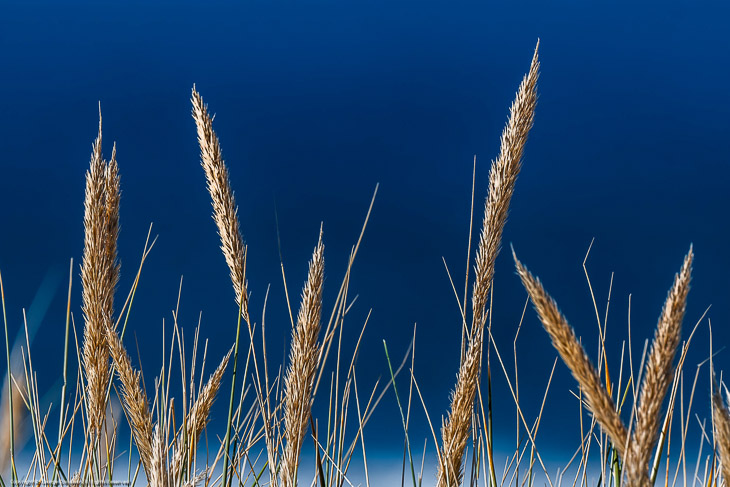 Dune Grass