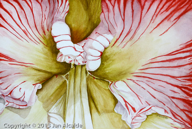 Amaryllis