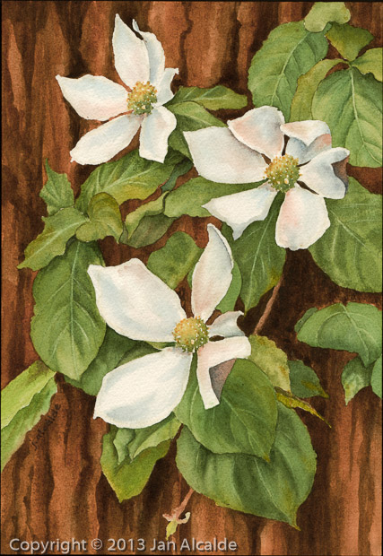 Dogwood Blossoms