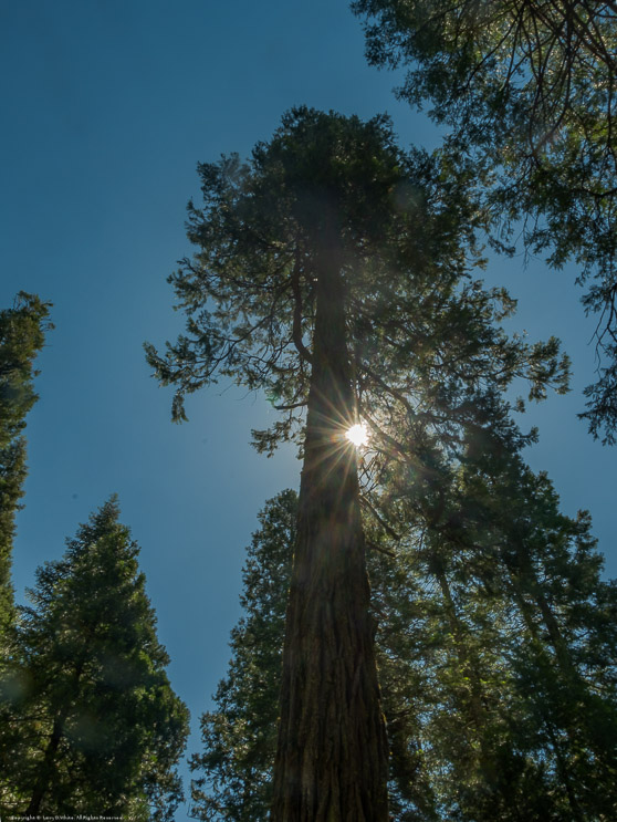 Calaveras Big Trees State Park