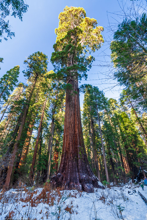 Calaveras Big Trees State Park