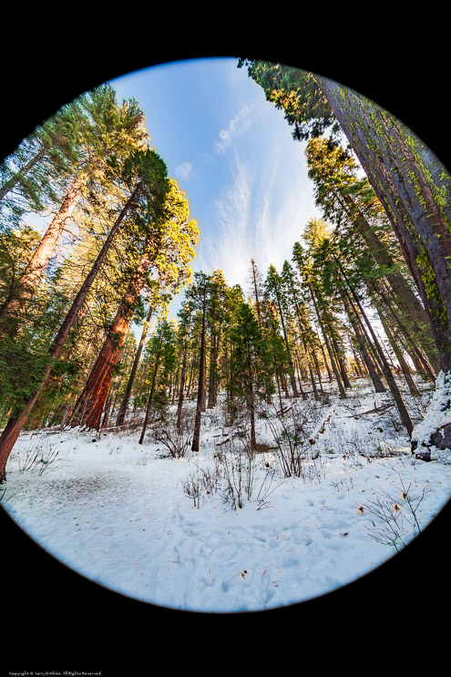 Calaveras Big Trees State Park