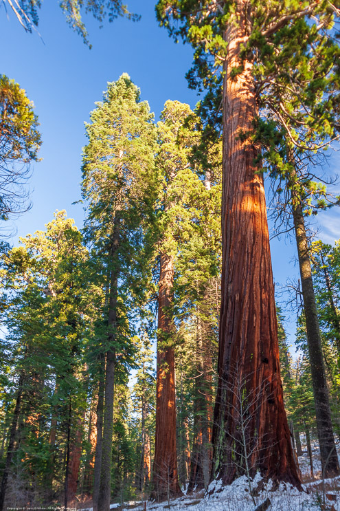 Calaveras Big Trees State Park