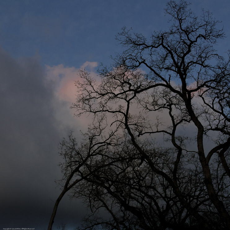 Clouds and trees 