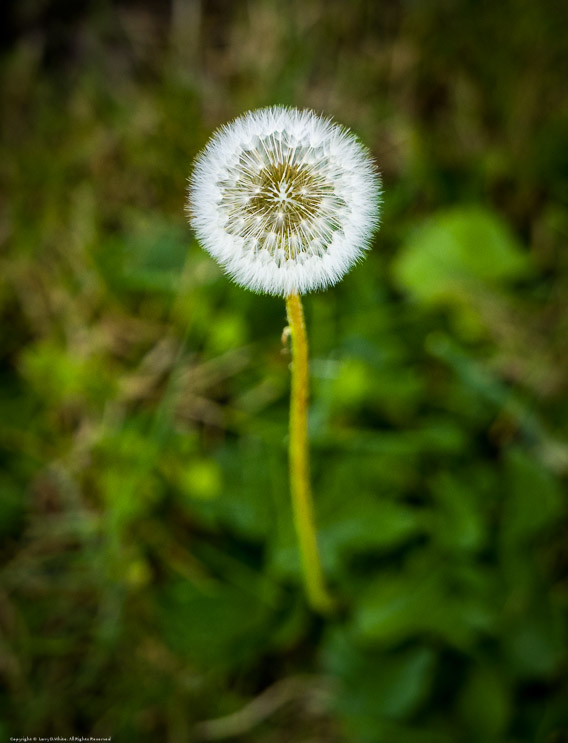 Dandelion