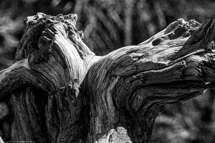 Fallen Log Along the Merced River