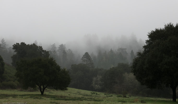 Fog in the Santa Cruz Mountains