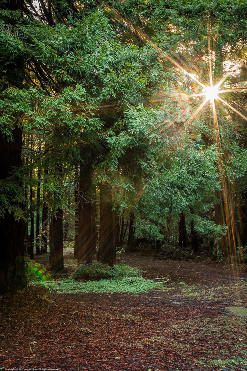 Sunrise Through the Trees, Fort Bragg