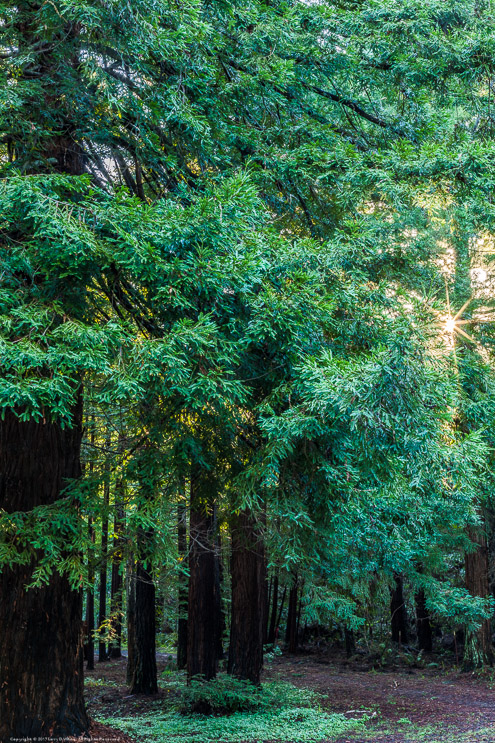 Sunrise in the Forest, Fort Bragg