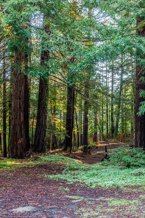 Sunlight Through the Trees, Fort Bragg