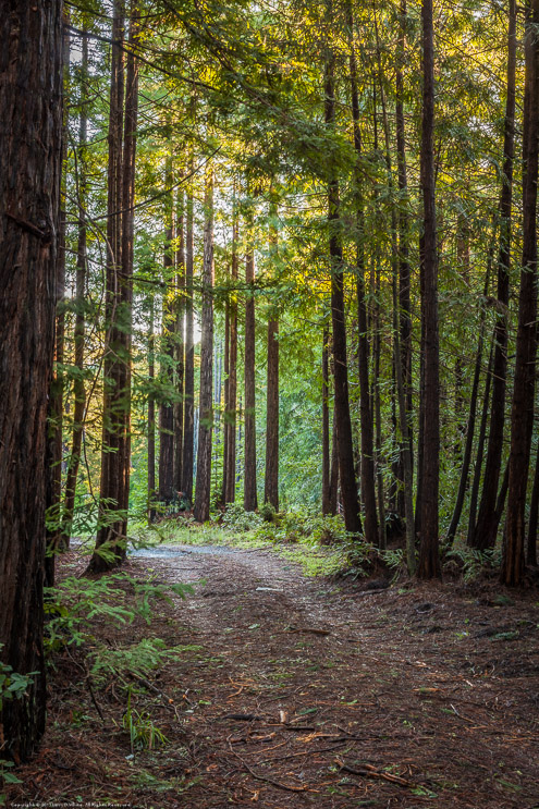 The Path Through the Trees, Fort Bragg