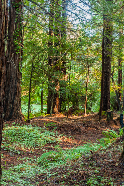 Sunny Day in the Trees, Fort Bragg