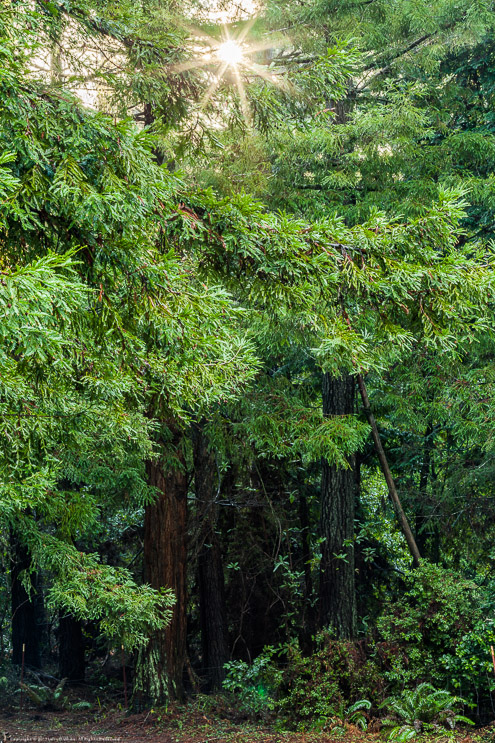 Forest Sunrise, Fort Bragg