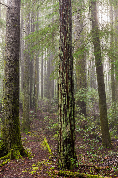 Forest Through the Fog, near Fort Bragg