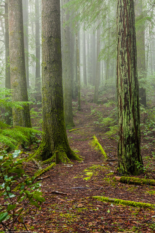 Forest and Fog, near Fort Bragg