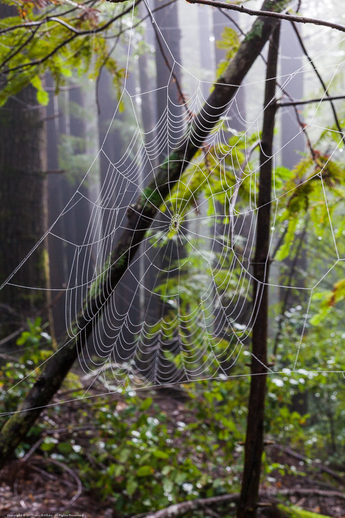 Spider Web, Near Fort Bragg 