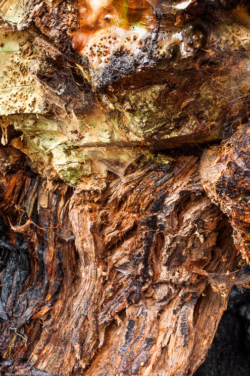 Burned out Tree, Near Fort Bragg 