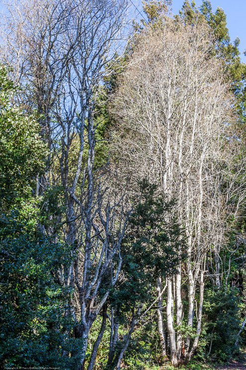 Standing out Against the Sky, Fort Bragg