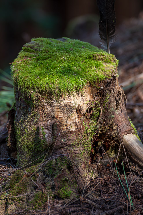 Stump in the Forest, Fort Bragg