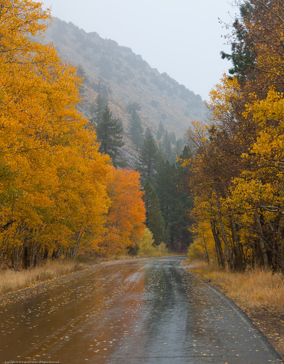 Fall Colors in the Ran