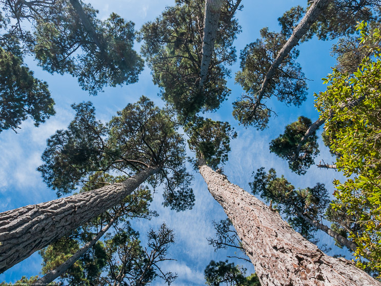 Looking Up, Fort Bragg