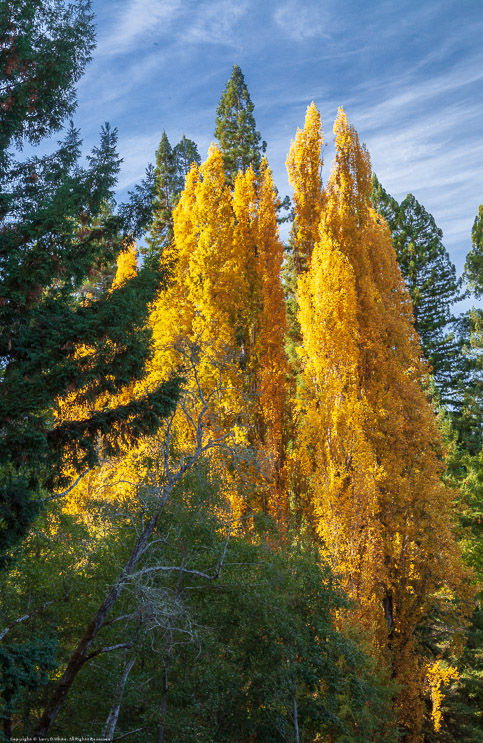 Fall Color in Philo, CA