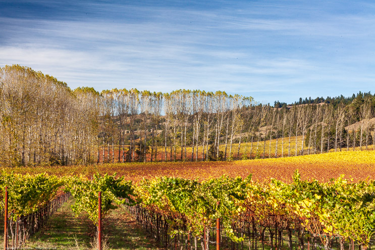 Vineyards along Highway 128 in Navarro, CA