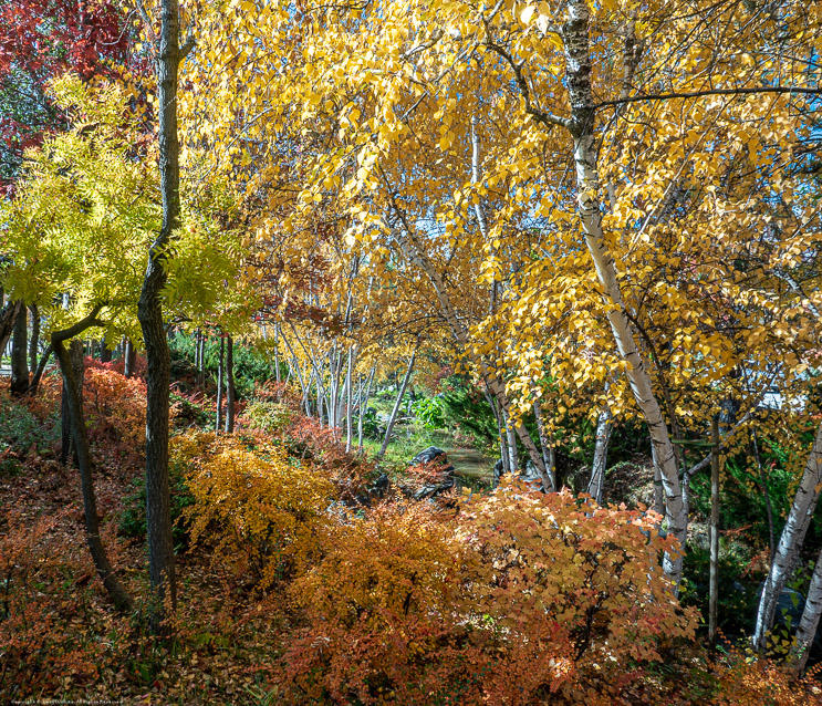 Fall Colors at Ironstone 