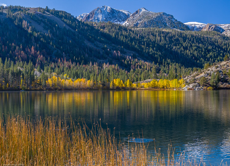 Aspens in Morning Light on Gull Lake