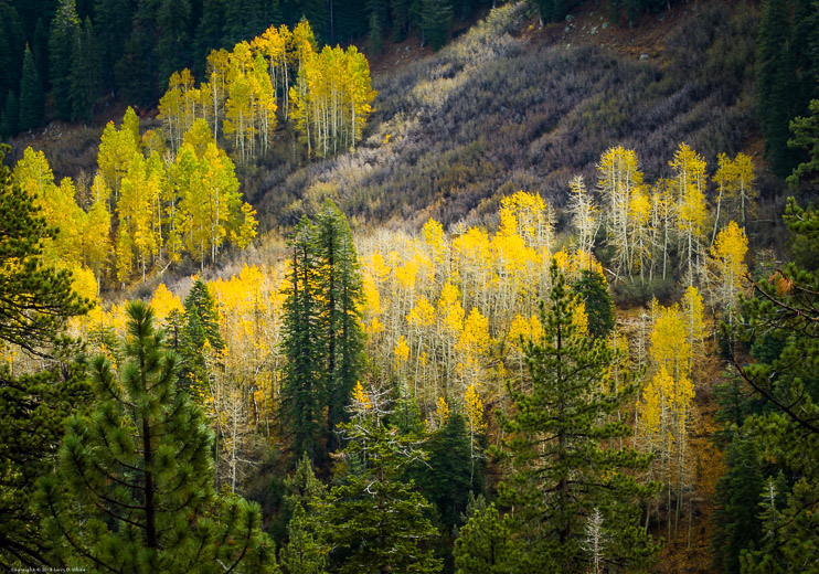 Aspens in Fall, Sonora Pass