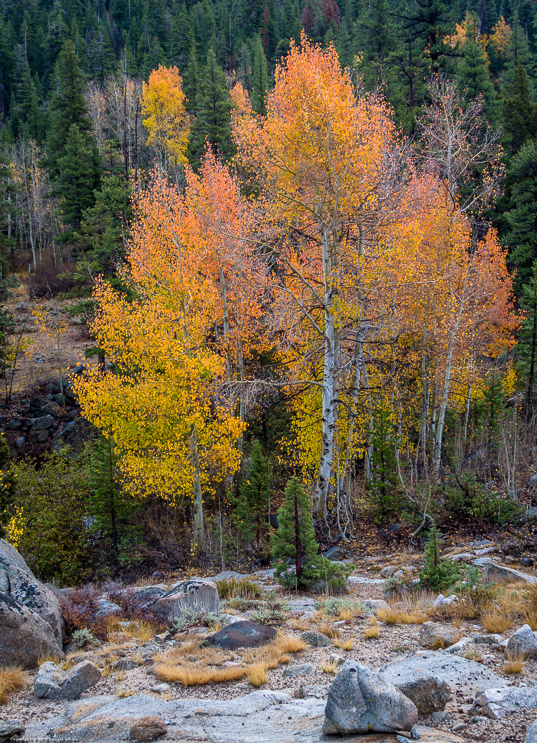 Aspens on the Sonora Pass