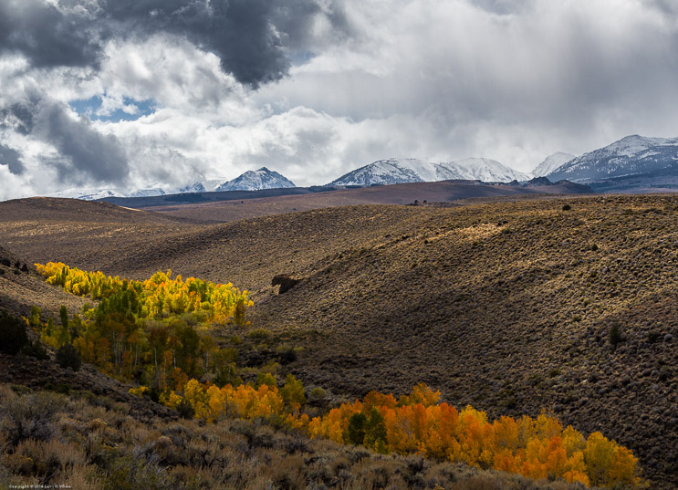 Aspens on the Eastern Slope of the Sierra