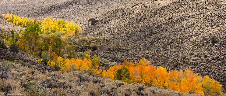 Aspens on the Eastern Slope of the Sierra