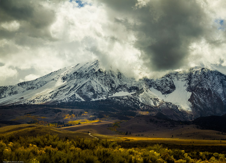 Aspens and Mount Dana 