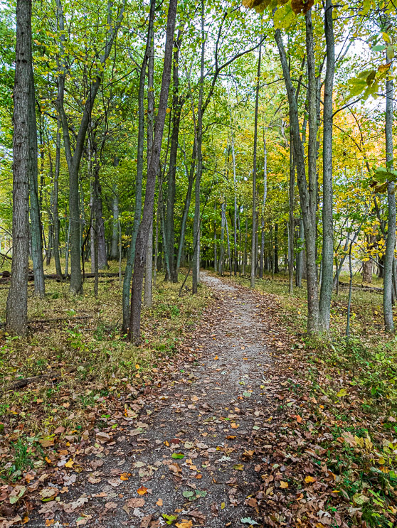 Michigan Fall Color