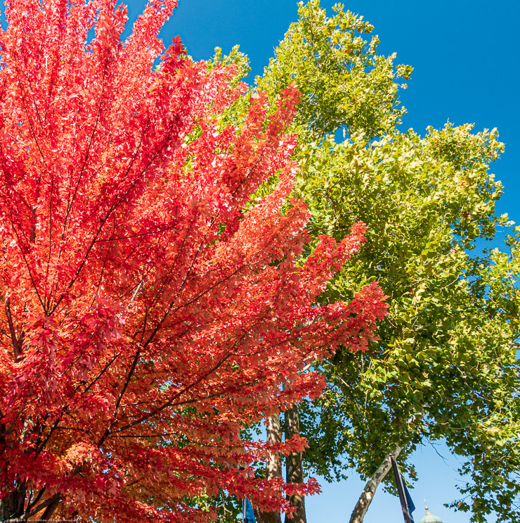 Michigan Fall Color