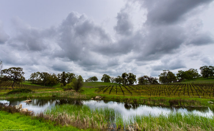 Pond and Vineyards