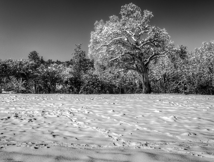 Oak and Grave in Snow