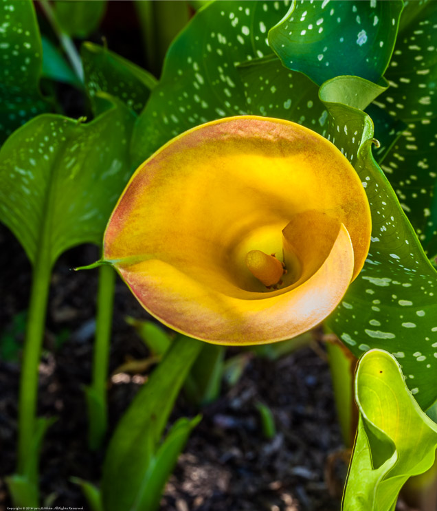 Yellow Calla lily