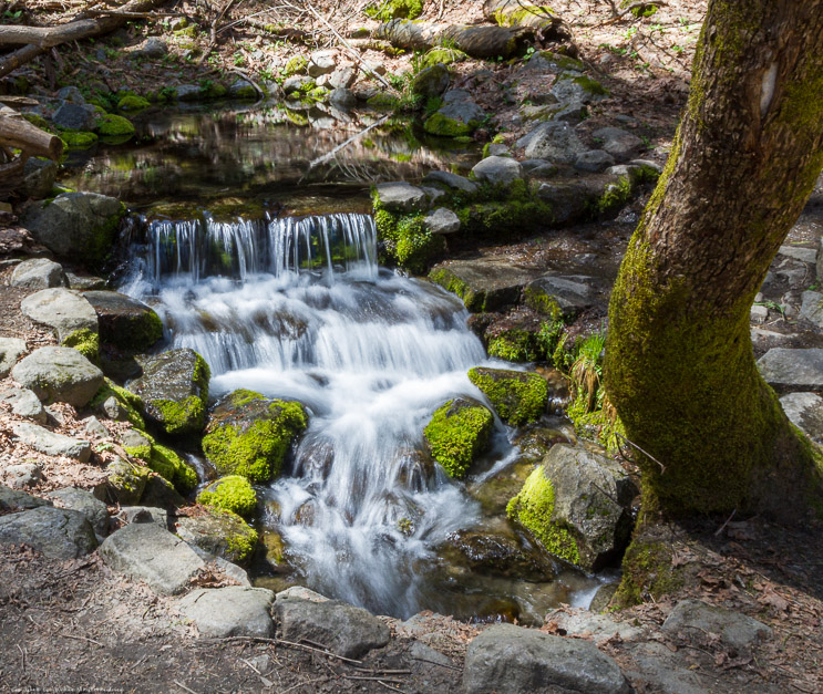 Fern Spring, Yosemite Valley