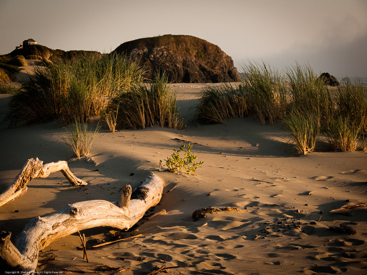 Evening Light on the Beach