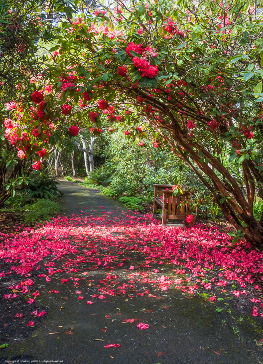 Rhodys in Bloom along the Path